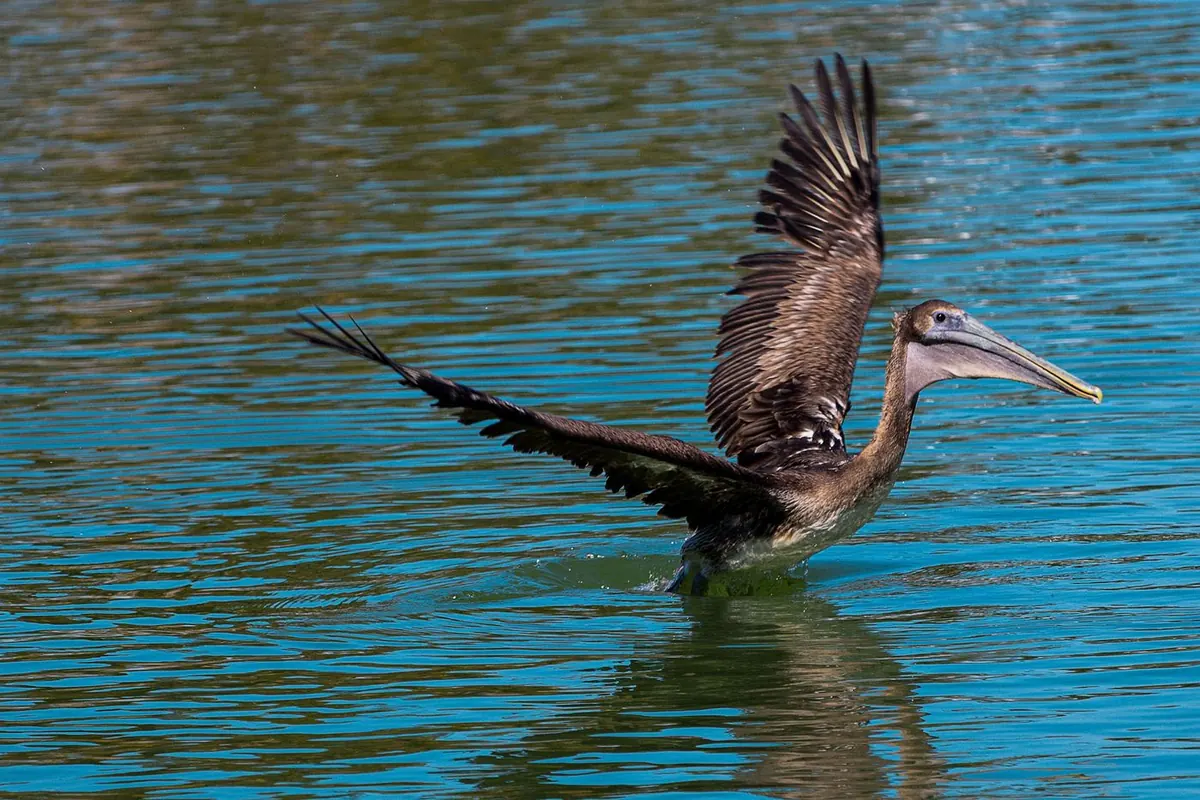 Brown pelican taking off from blue-green water