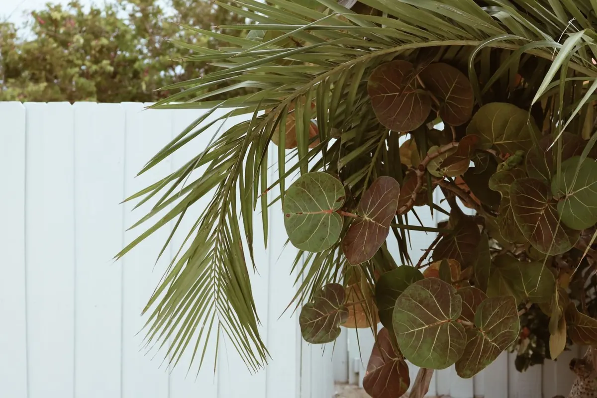 White privacy fence panels behind palm fronds and sea grape leaves