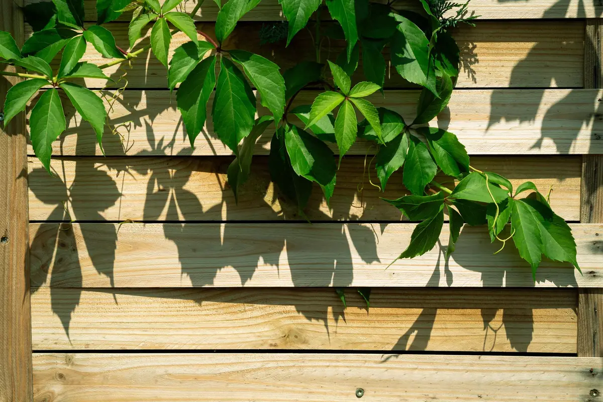 New horizontal-board wood fence with green leaves in afternoon sun